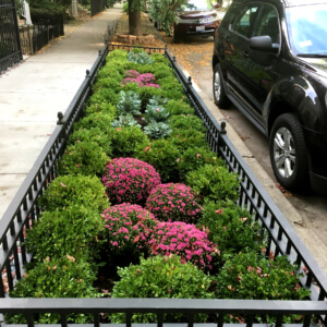 Parkway Plantings Landscaping Chicago IL