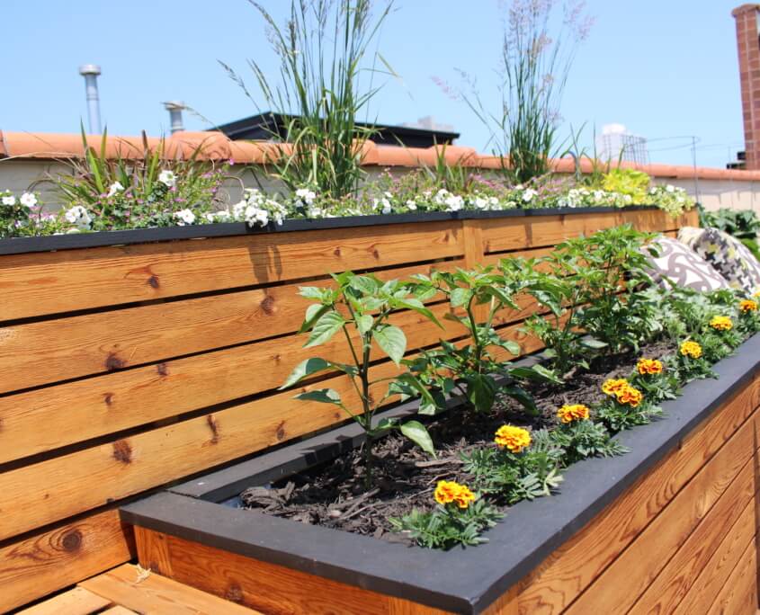 Rooftop garden wrigleyville chicago